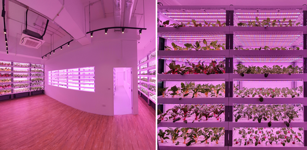 Expanding into bigger farms to accelerate Singapore's self-sufficiency - Vimarsana News