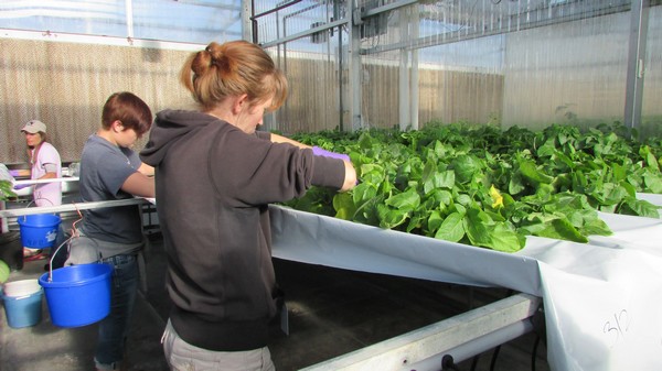 US: potatoes grown with NASA technology - Vimarsana News