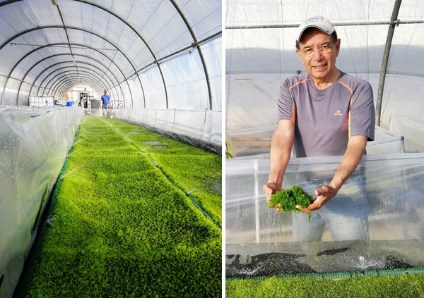 "Our biggest interest and challenge is bringing fresh sea veggies as a new produce product category" - Vimarsana News