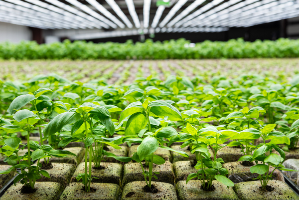 Hardee Fresh closes $56 million for new ~30,000m2 vertical farm - Vimarsana News
