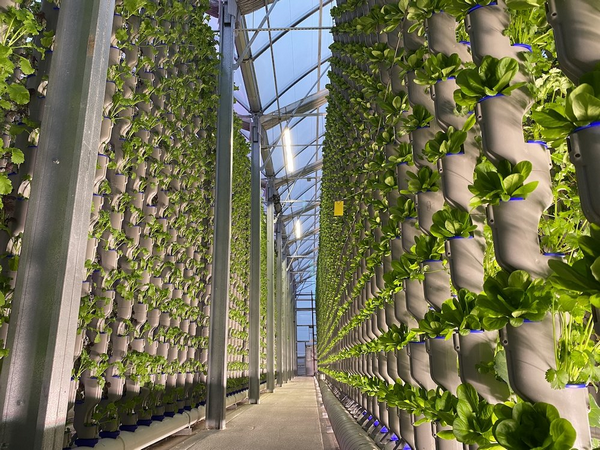 US: Eden Green Technology supplies lettuce to Robinson Fresh - Vimarsana News