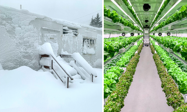 US (AK): Vertically farmed produce available at import prices to remote communities - Vimarsana News