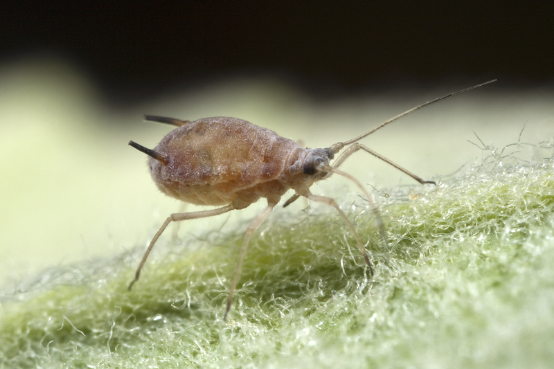 Issues in Aphid Biology: Honeydew