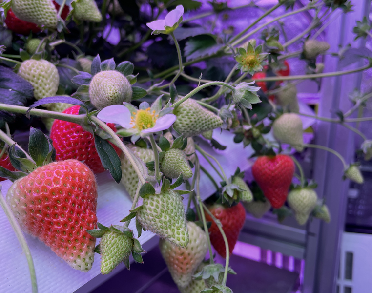 Innovate UK-funded research project aiming to boost strawberry plant yield - Vimarsana News