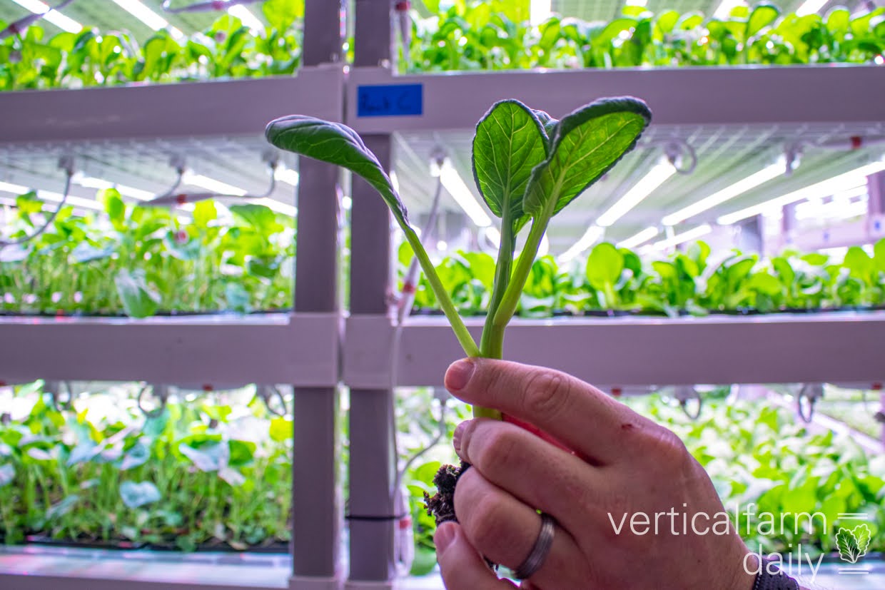 US (VA): Beanstalk Farms demonstrates commercial viability with ...