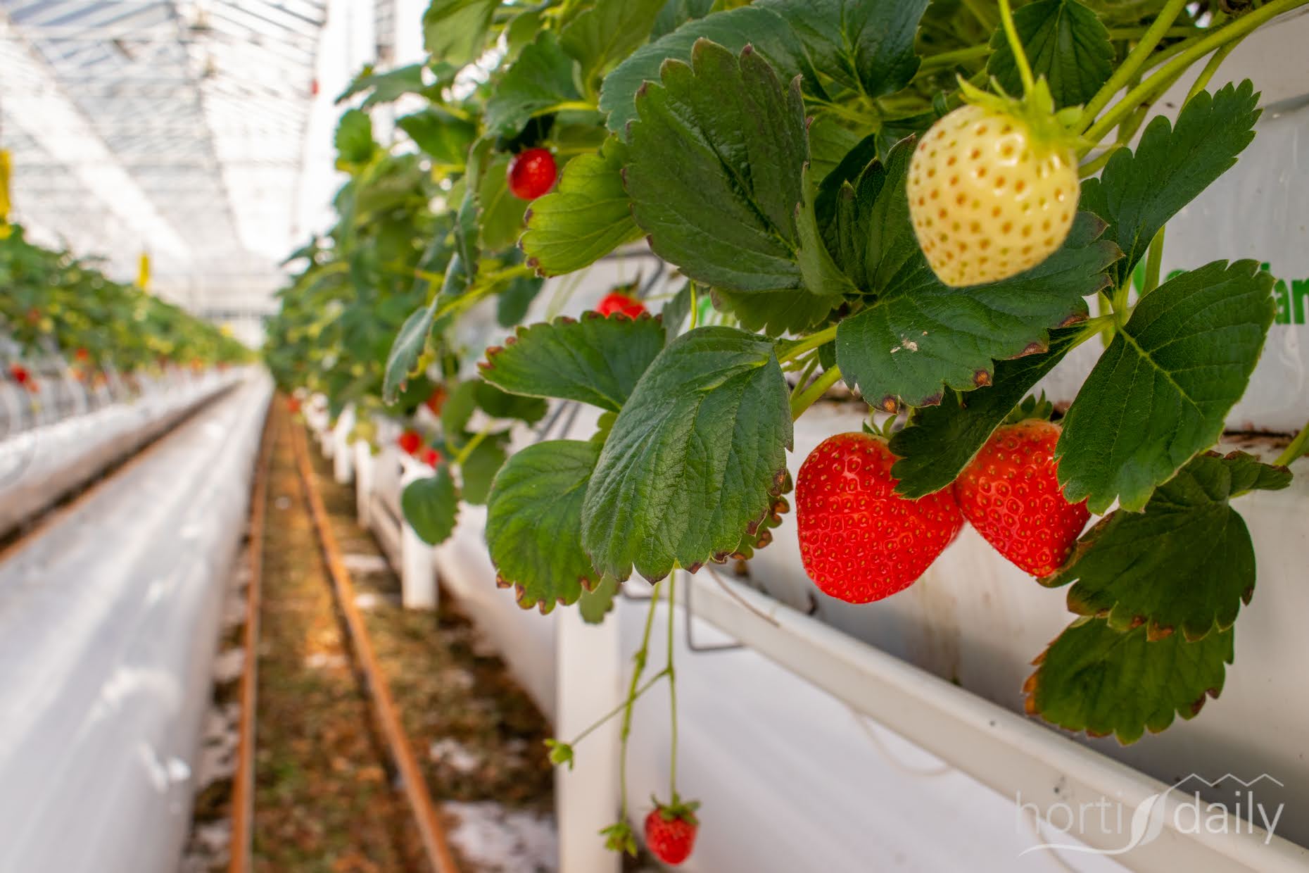 Ukraine: Strawberry grower goes viral on TikTok