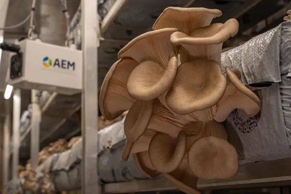 New mushroom facility to produce 7.5 mln lbs mushrooms yearly - Vimarsana News