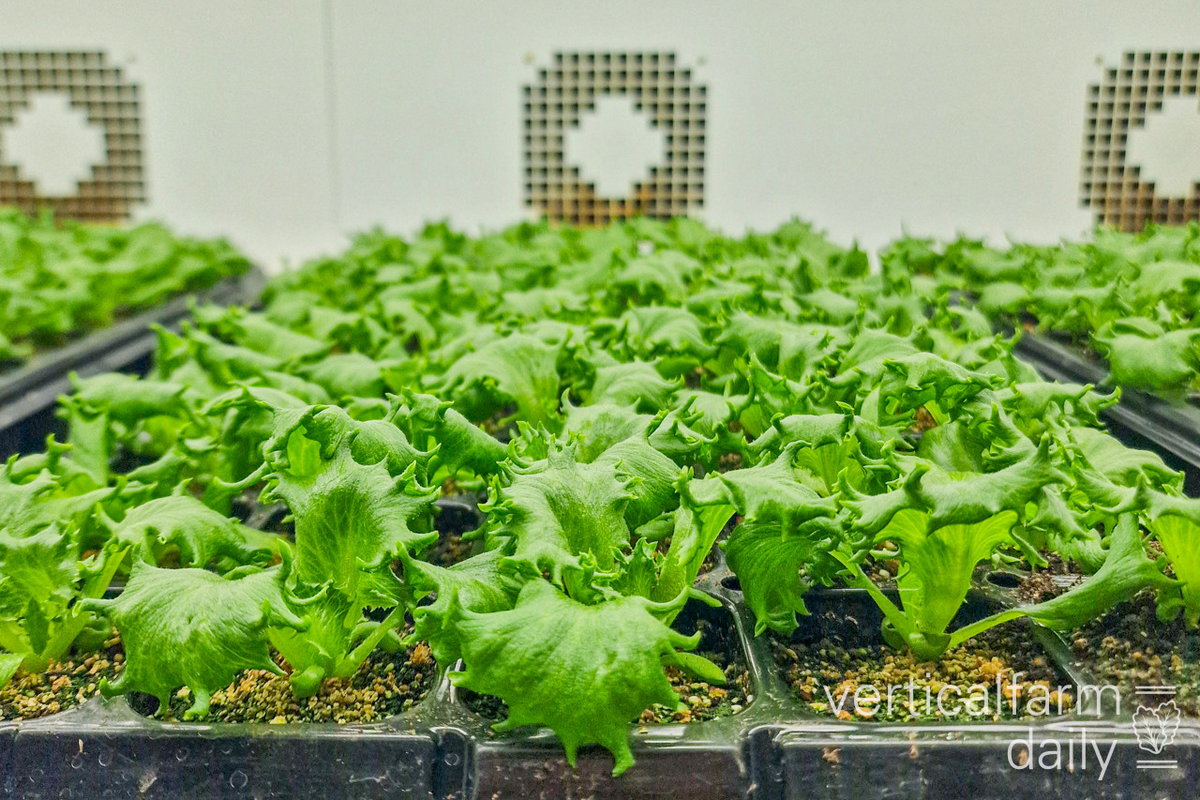 Record yields and reduced waste recorded by an organic hydroponic grower