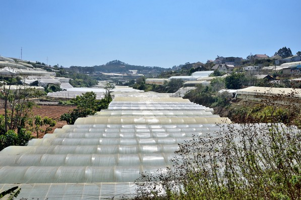 US (SD): Growing season extended by 4 months for tunnel growers