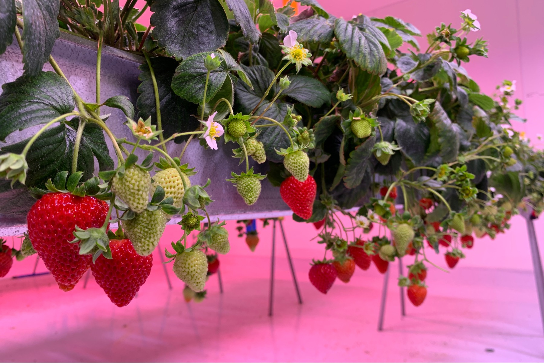 Transforming the way strawberries are grown with new vertical farming system