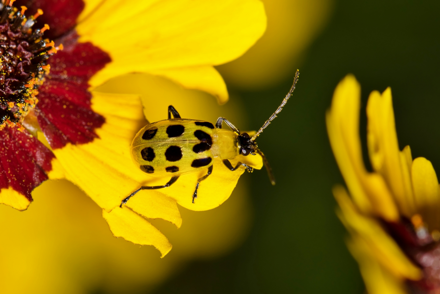 Study shows that insects can listen to plants as they "talk"