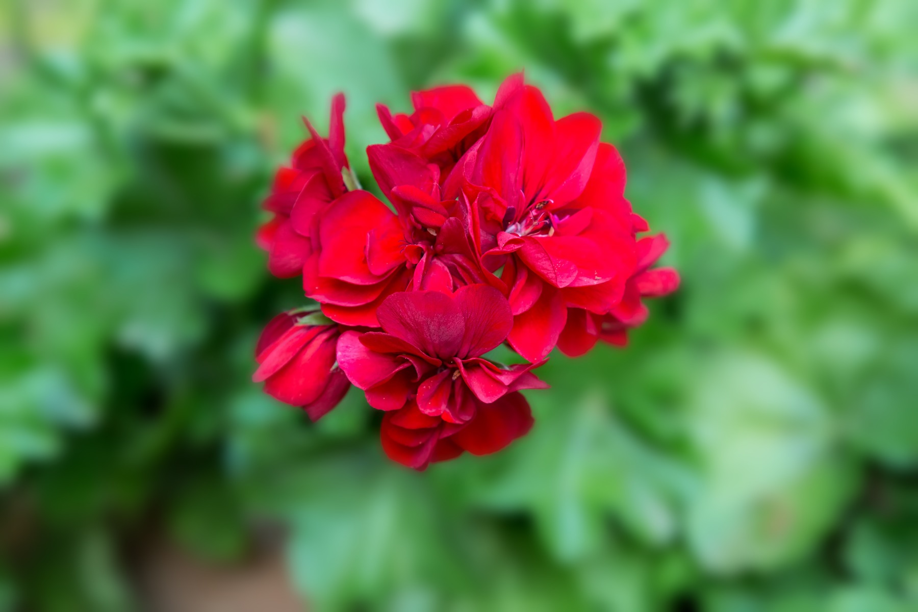Sevena Geranium Selecta One geranium varieties to be available through Mexican farm