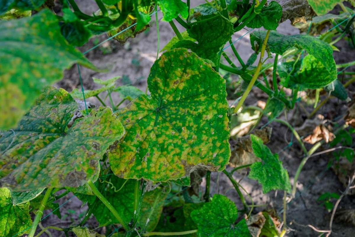Evaluating the effects of mosaic virus on greenhouse crops
