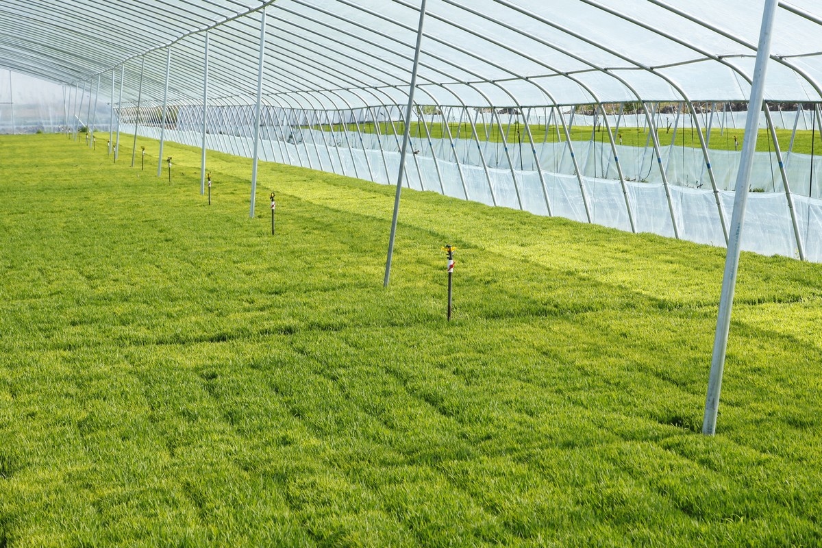 Measuring precise rice yields in small greenhouses