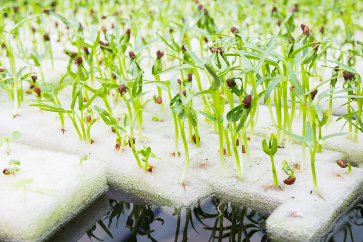 China: Examining aquaponics as a method for sustainable food production