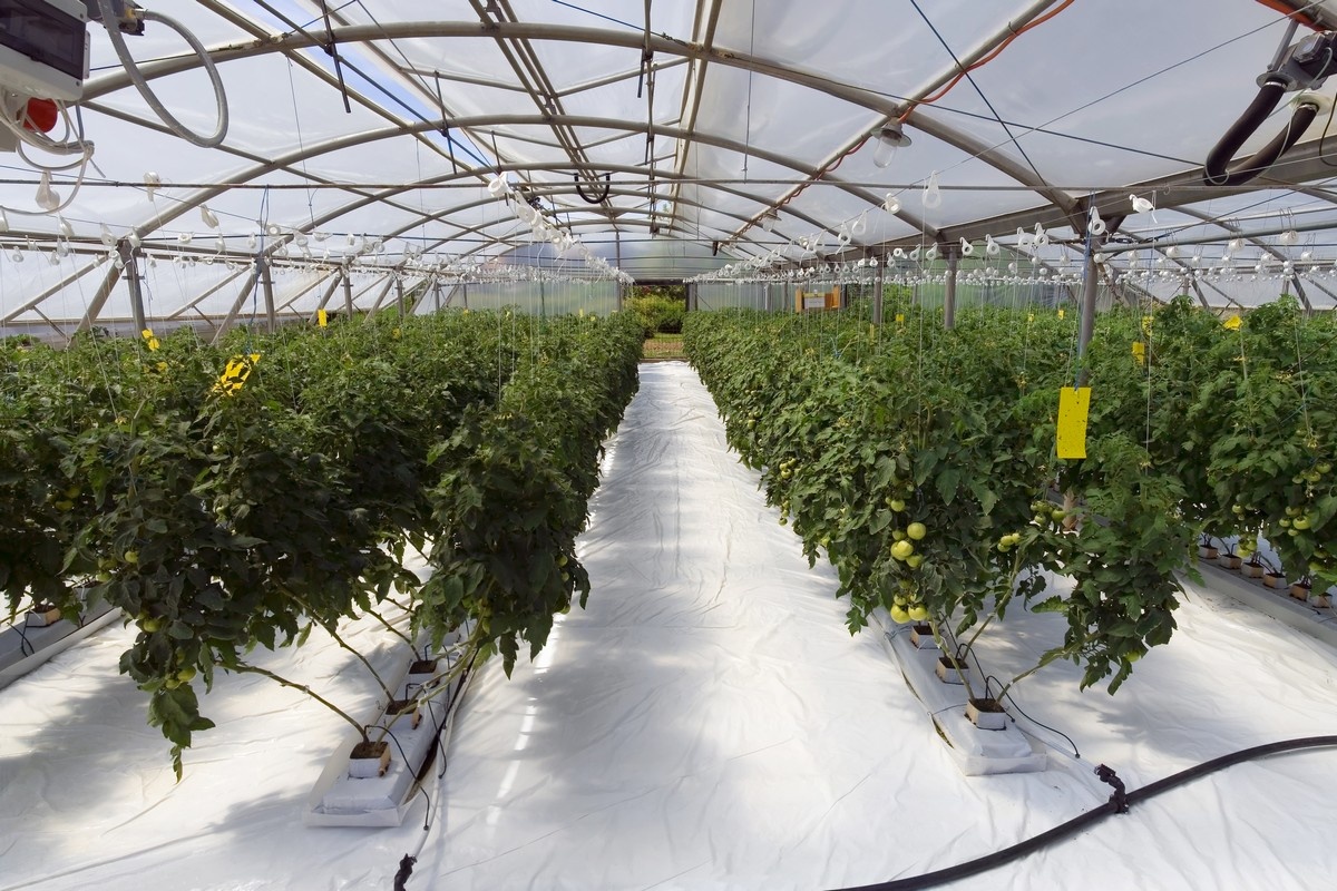 Official recognition for low carbon tomato greenhouse