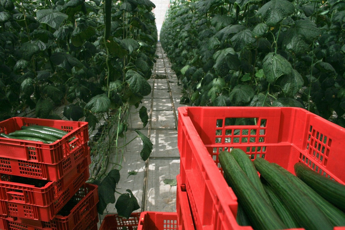 India: Haryana encouraging growers to cultivate horticultural crops