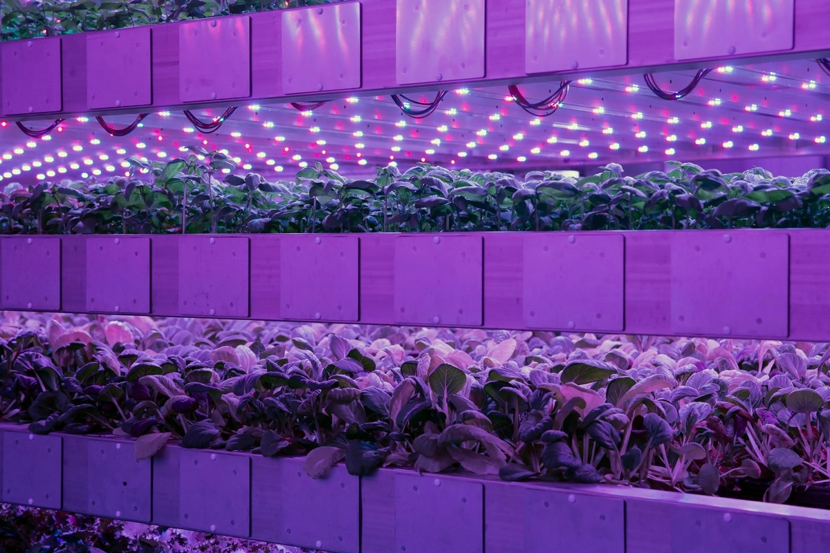 IGS to hold free webinar on taking vertical farming projects to ...