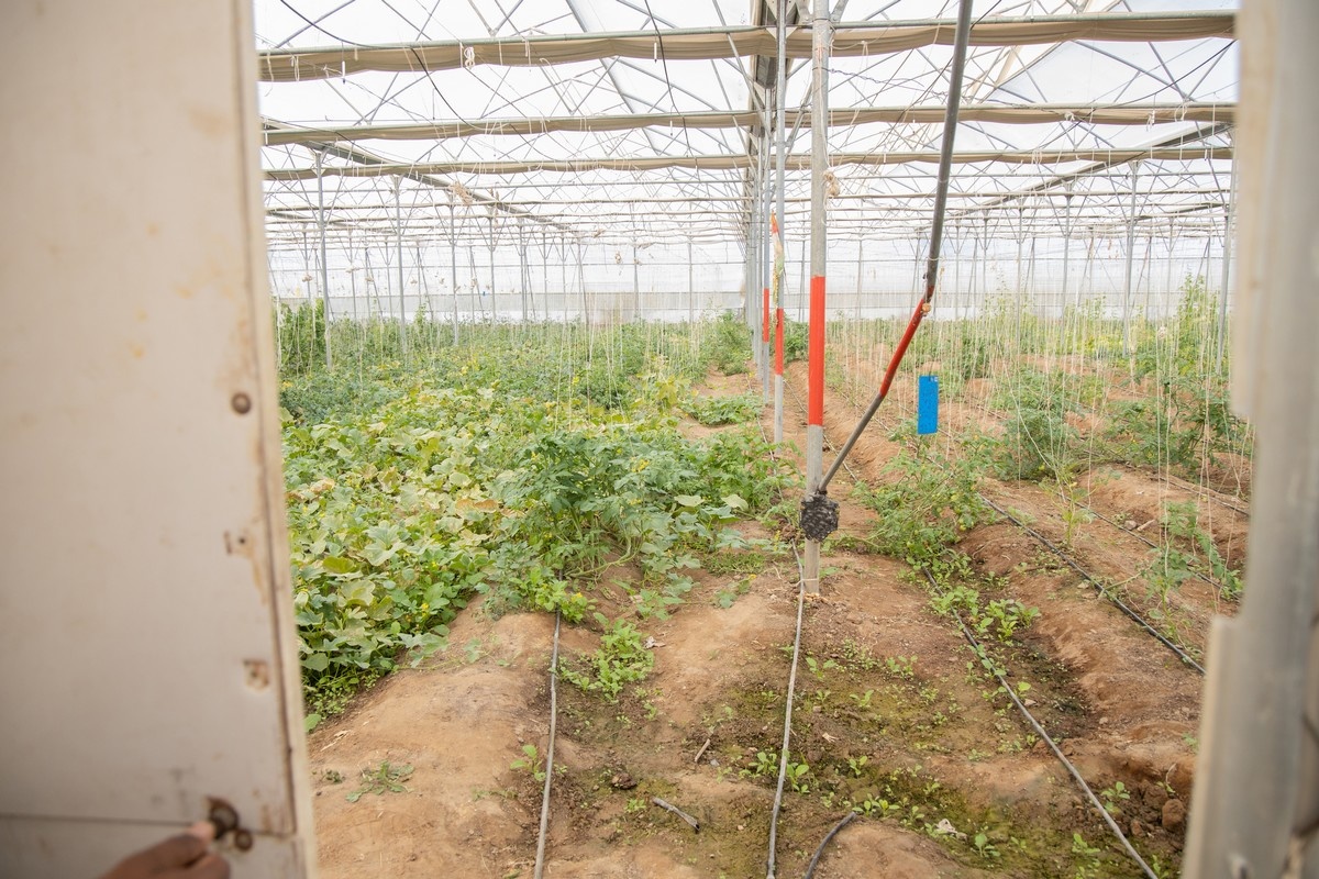 US (AK): Food Bank looks to build new greenhouse