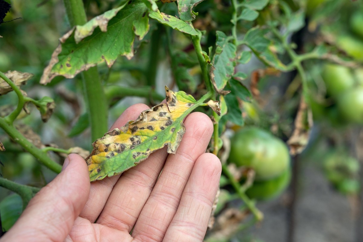 Quantifying tomato resistance to Ralstonia solanacearum