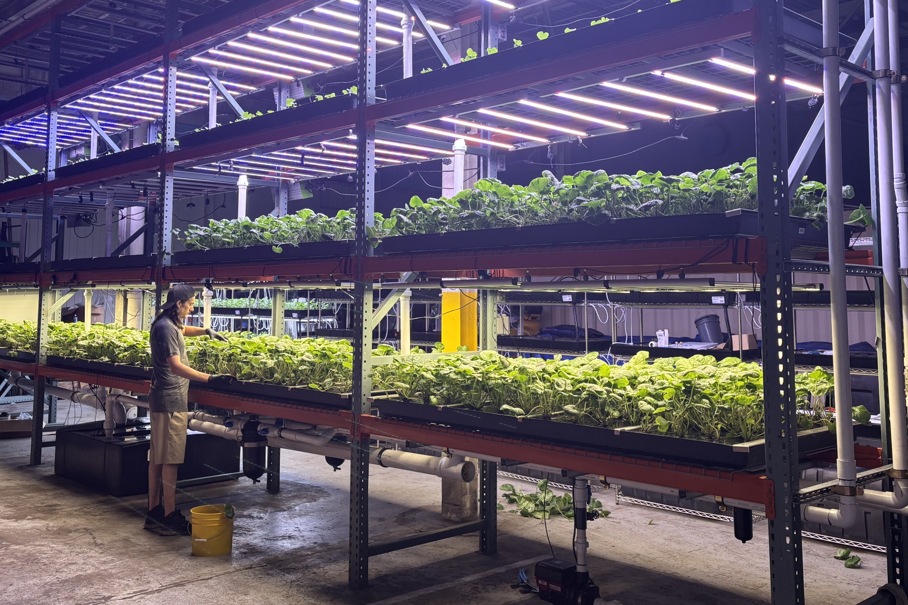 “We can supply 20 restaurants weekly with our current facility”