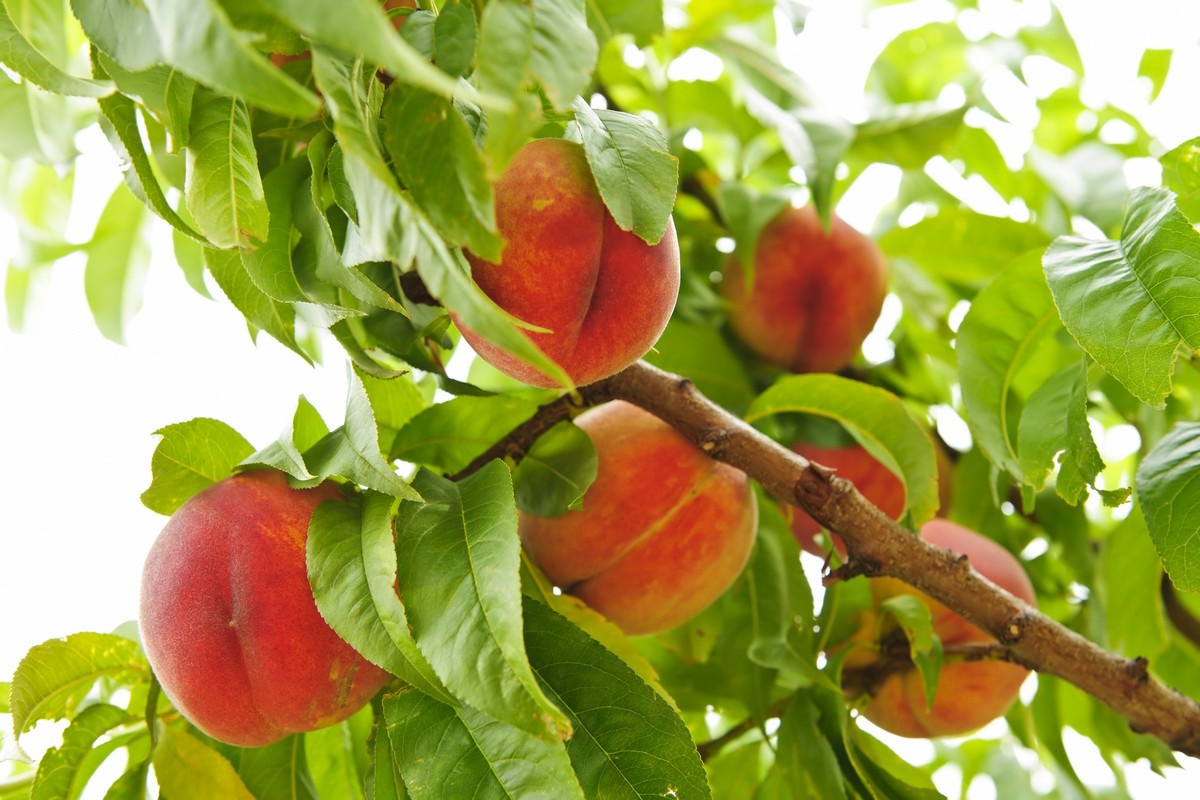 Looking in-depth at how peaches create new genes from scratch