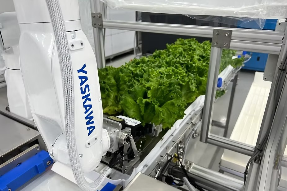 Japan: Lettuce harvesting robot introduced into plant factory