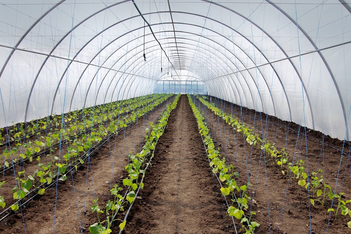 Inside Kenya's food waste crisis