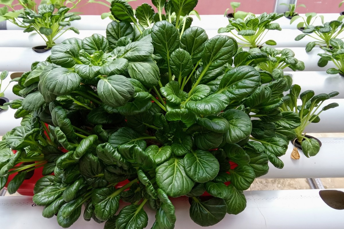 New Wisconsin farm to offer food pantries 38,500 side salads every week