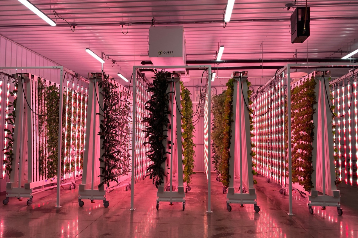 Выращивание зелени: прибыльно, но непредсказуемо