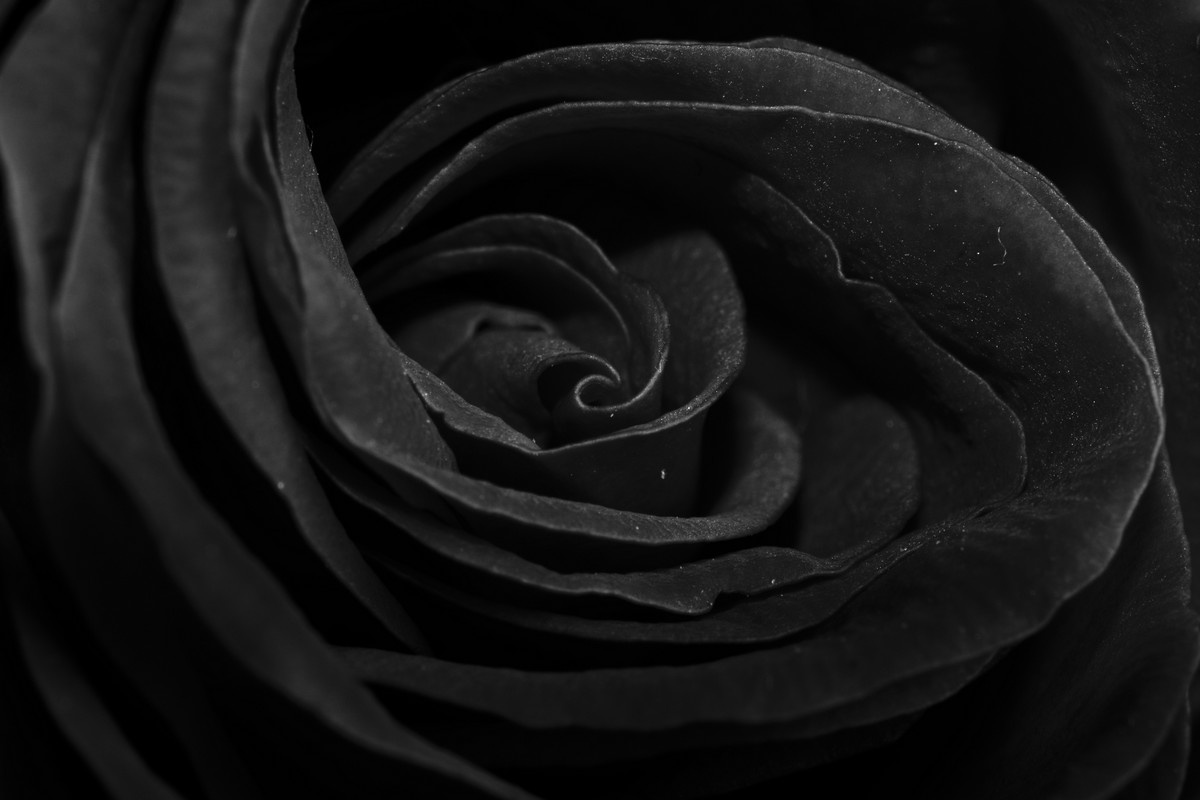 Harvest season begins for Halfeti’s rare ‘black rose’ unique to Türkiye